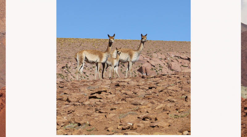 2019_10_03 - Conférence sur le CHILI